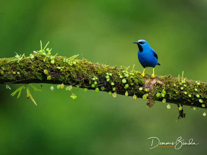Male Shining honeycreeper, Geelpootsuikervogel on a mossy branch