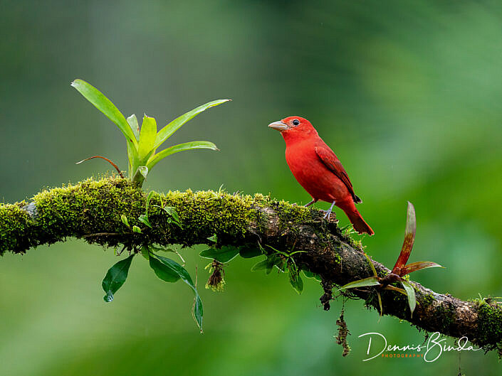 Male Summer tanager, Zomertangare on a branch