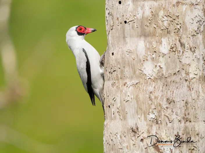 Masked tityra, Maskertityra on a tree trunk