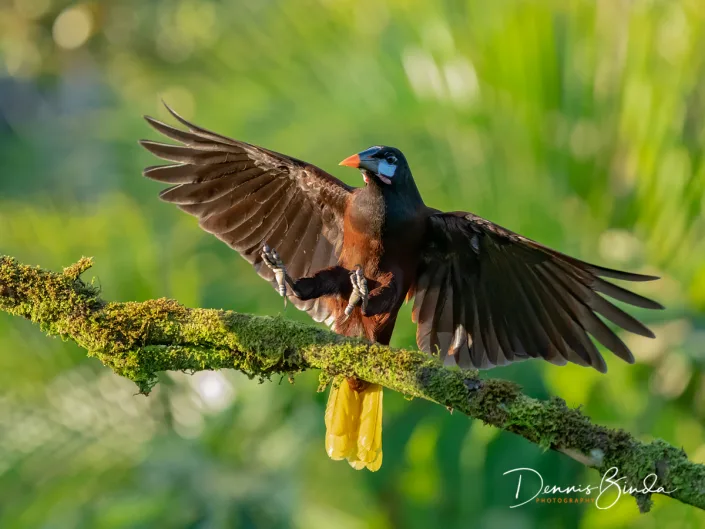 Montezuma oropendola landing on a branch
