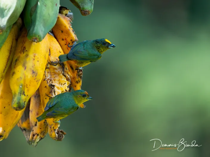 Male and female Olive-backed euphonia, Olijfrugorganist