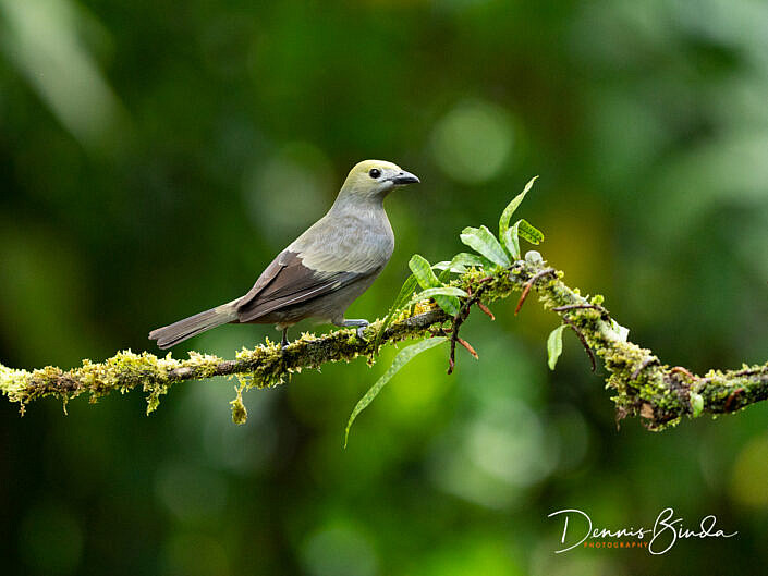 Palm tanager, Palmtangare on a mossy branch