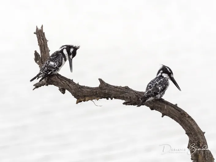 Pied Kingfisher - Bonte IJsvogel - Ceryle rudis