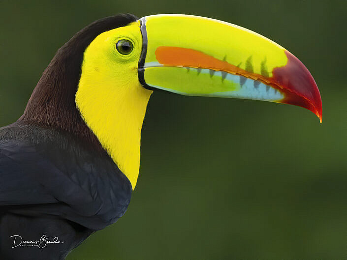 portrait of a Keel-billed toucan, Zwavelborsttoekan