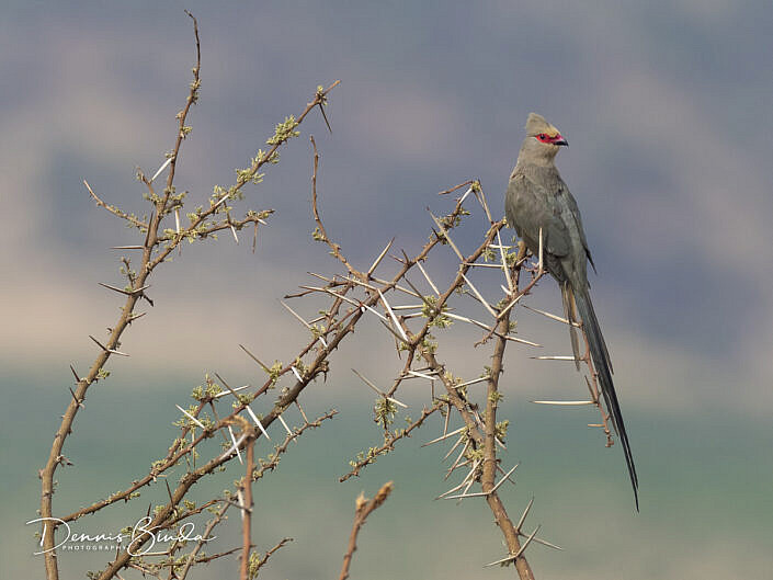 Red-faced Mousebird - Roodwangmuisvogel - Urocolius indicus