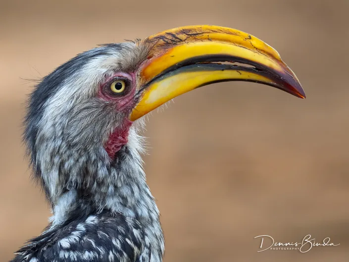 Southern Yellow-billed Hornbill - Zuidelijke Geelsnaveltok - Tockus leucomelas