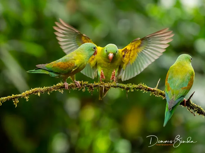 three Orange-chinned parakeets, drie Toviparkieten