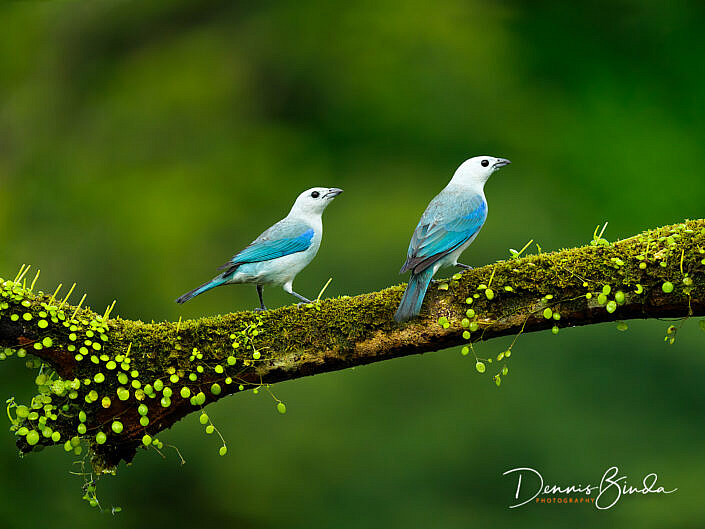 Two Blue-gray tanagers, Bisschopstangaren on a branch
