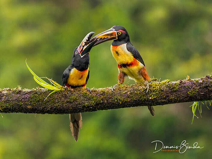 Two Collared aracari, Halsbandarassaries sharing food