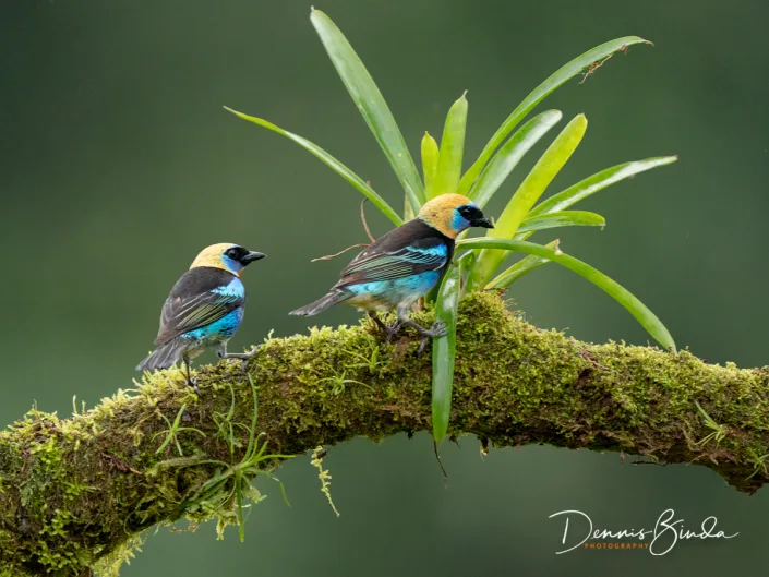 two Golden-hooded tanagers, Purpermaskertangaren