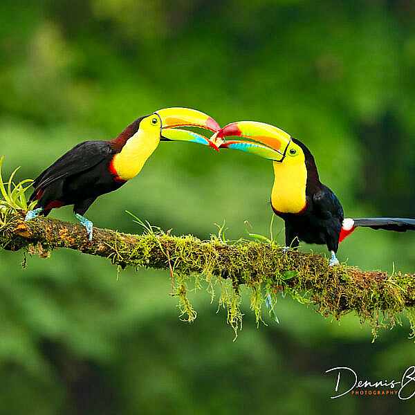 Two Keel-billed toucans, Zwavelborsttoekans sharing a banana