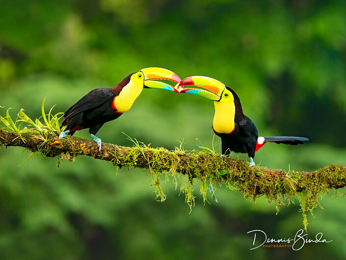 Two Keel-billed toucans, Zwavelborsttoekans sharing a banana