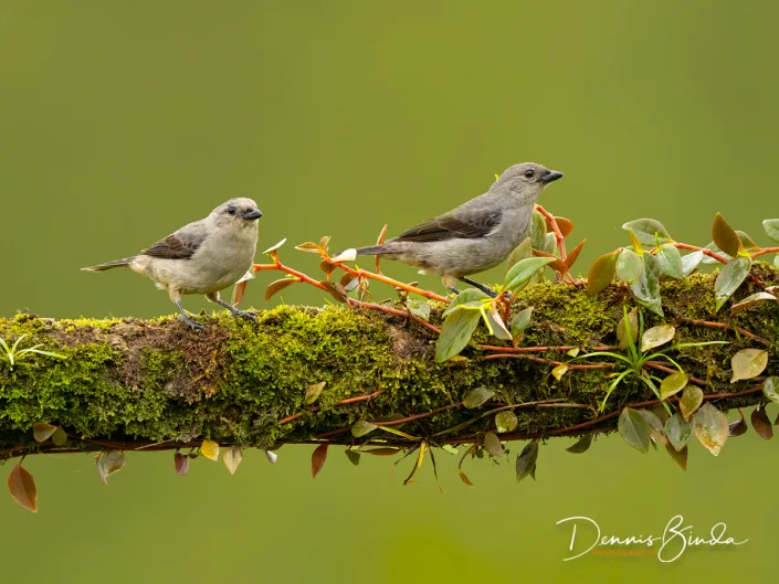 Two Plain-colored tanagers, twee Grijze tangaren