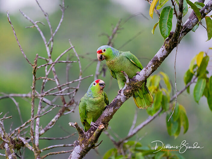 Two Red-lored parrots, twee Geelwangamazones