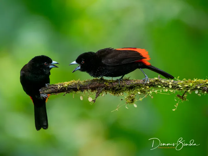 two Scarlet-rumped Tanagers, twee Roodrugtangaren
