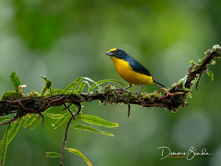 Yellow-throated euphonia, Geelkeelorganist on a branch