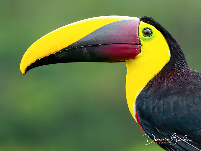 Yellow-throated toucan, Zwartsnaveltoekan portrait