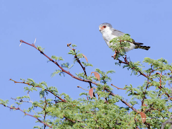 African Pygmy Falcon - Polihierax semitorquatus - Afrikaanse Dwergvalk