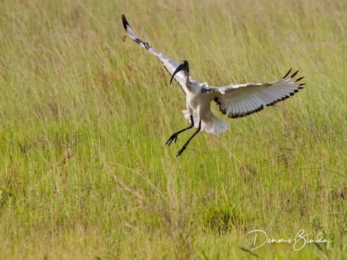 African Sacred Ibis - Threskiornis aethiopicus - Heilige Ibis