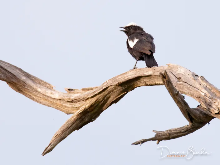 Arnot's chat , Arnots miertapuit op een kale tak