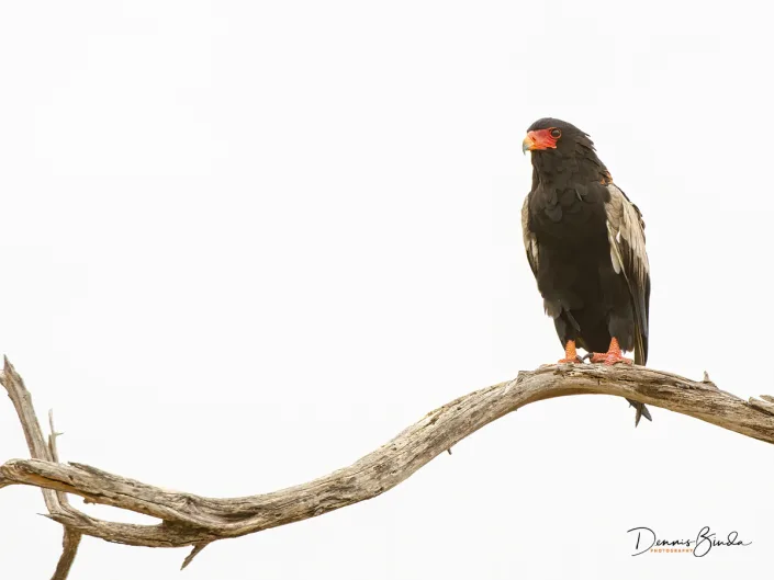 Bateleur - Terathopius ecaudatus - Bateleur