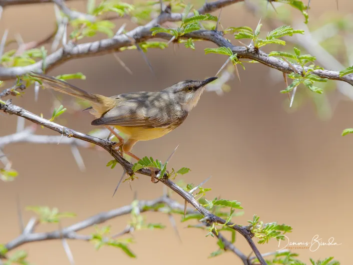 Black-Chested Prinia - Prinia flavicans - Zwartborstprinia