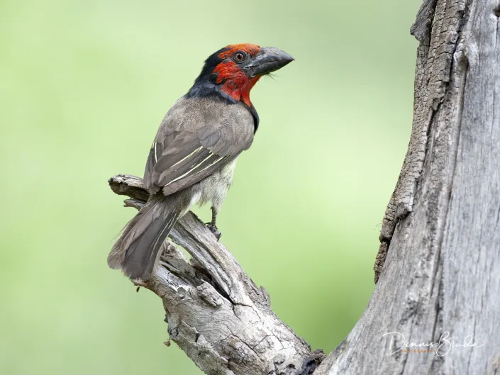 Black-collared barbet - Lybius torquatus - Zwarthalsbaardvogel