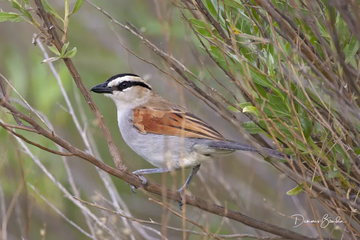 Black-crowned Tchagra - Tchagra senegala - Zwartkruintsjagra
