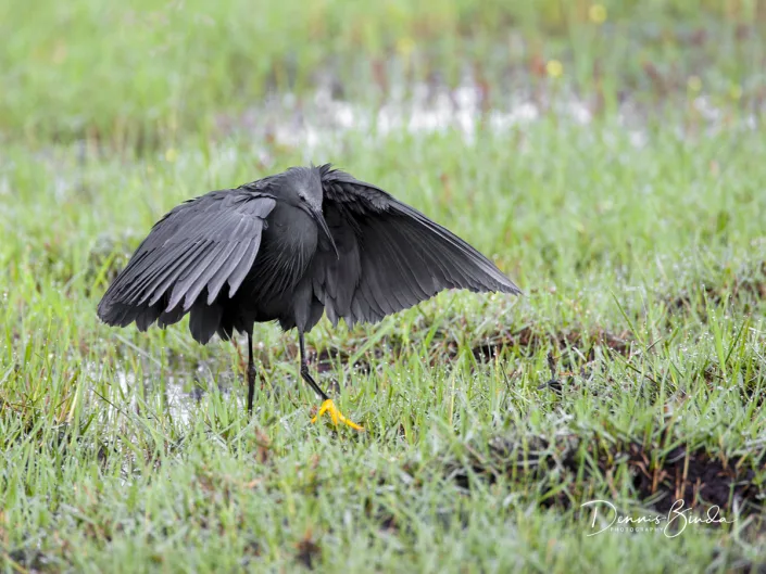 Black Heron - Egretta ardesiaca - Zwarte Reiger