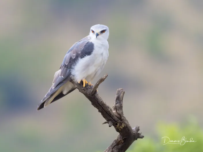 Black-winged Kite - Elanus caeruleus - Grijze Wouw