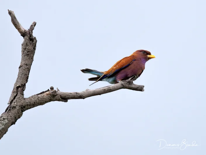 Broad-billed roller - Eurystomus glaucurus - Breedbekscharrelaar