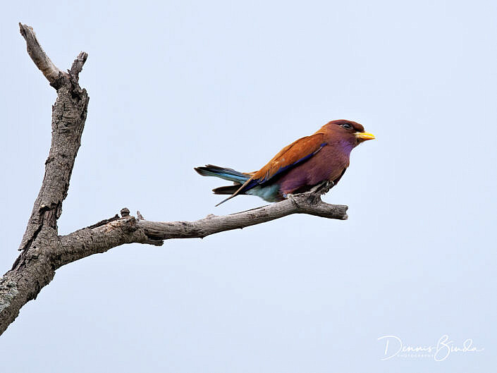 Broadbilled Roller - Eurystomus glaucurus - Breedbekscharrelaar