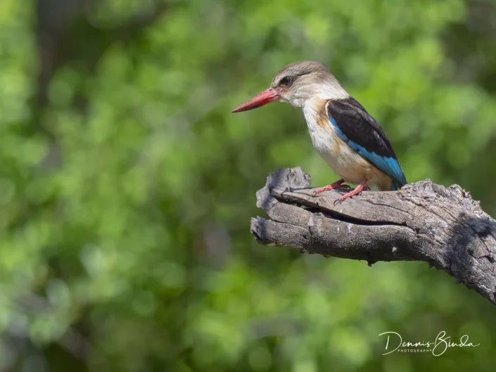 Brown-hooded Kingfisher - Halcyon albiventris - Bruinkapijsvogel