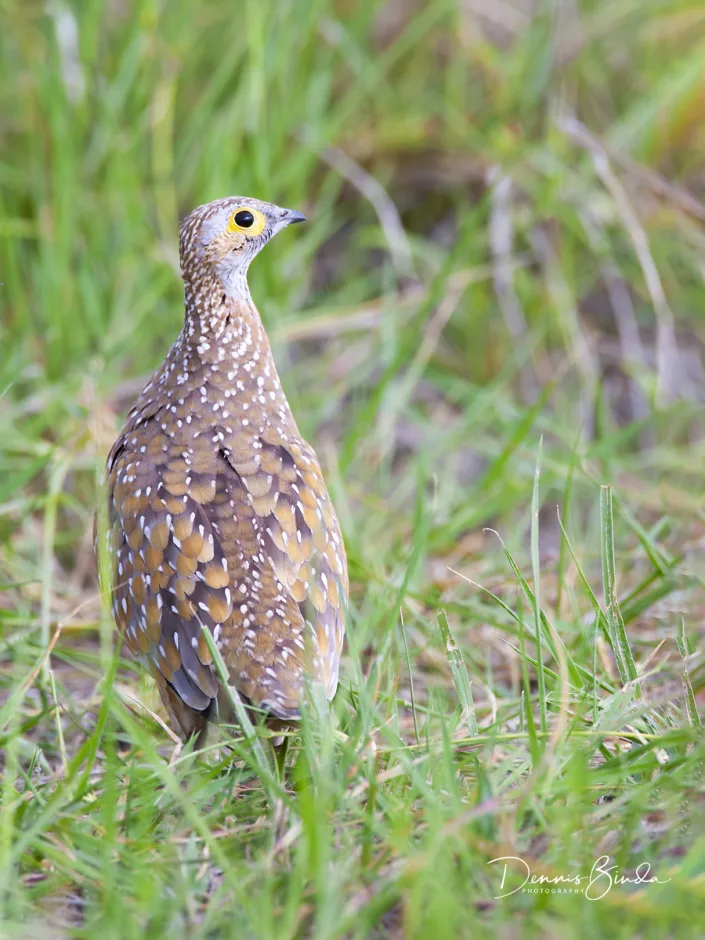 Burchell's Sandgrouse - Pterocles burchelli - Bont Zandhoen