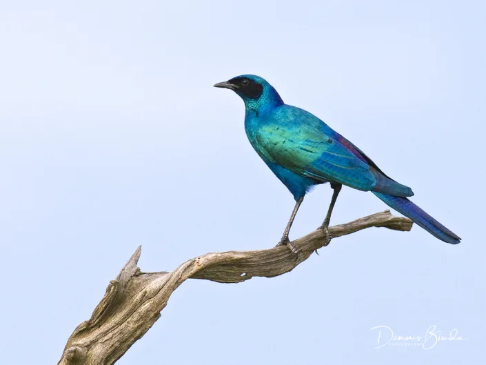Burchell's Starling - Lamprotornis australis - Grote Glansspreeuw-birdimage