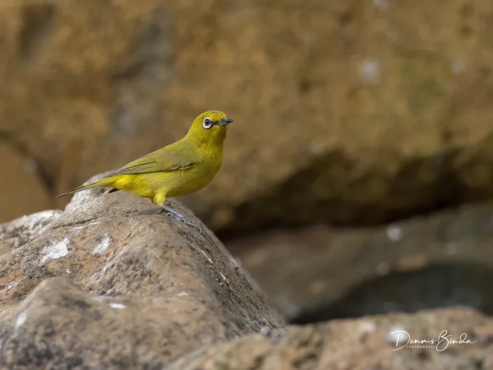 Cape White-eye - Zosterops pallidus - Kaapse brilvogel