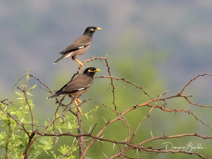 Common Myna - Acridotheres tristis - Treurmaina