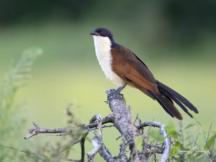 Coppery-tailed Coucal - Centropus cupreicaudus - Koperstaartspoorkoekoek