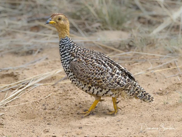 Coqui Francolin - Peliperdix coqui - Coquifrankolijn