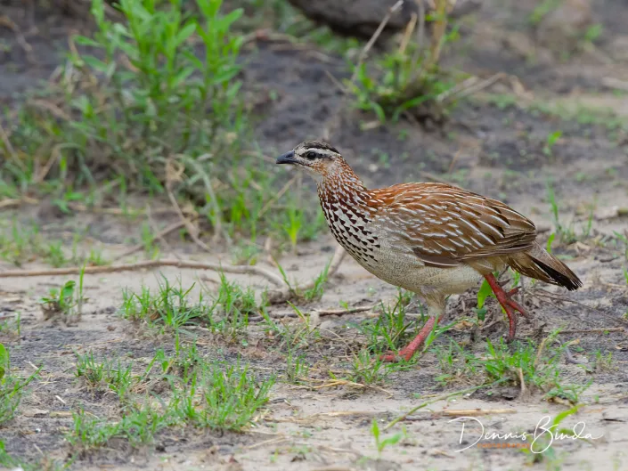 Crested Francolin - Kuiffrankolijn - Ortygornis sephaena