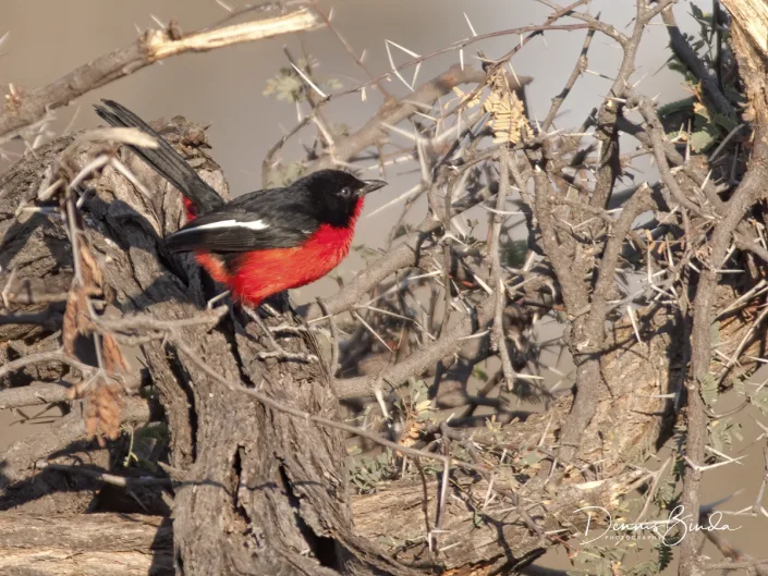 Crimson-breasted Gonolek - Laniarius atrococcineus - Burchells Fiskaal