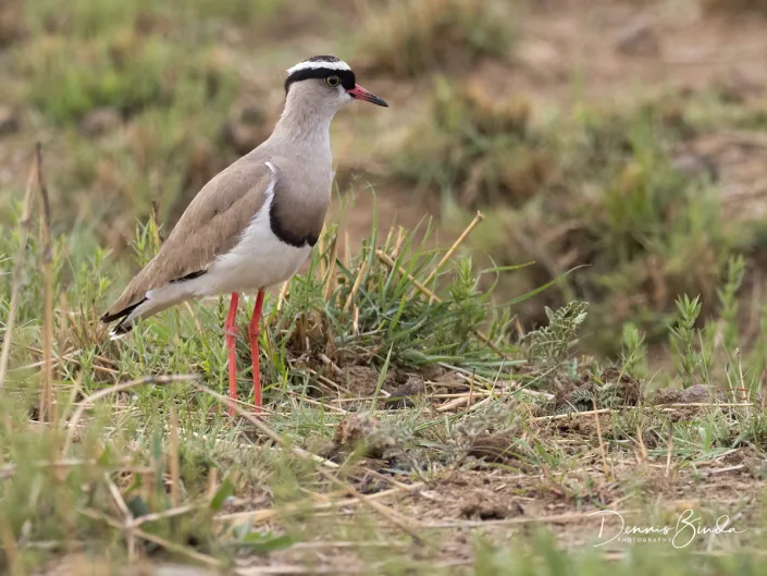 Crowned Lapwing, Diadeemkievit in het gras