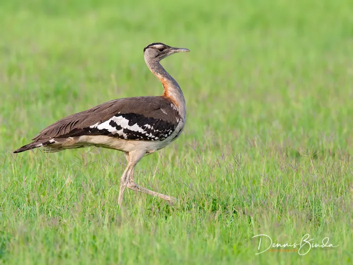 Denham’s Bustard - Neotis denhami - Denhams Trap