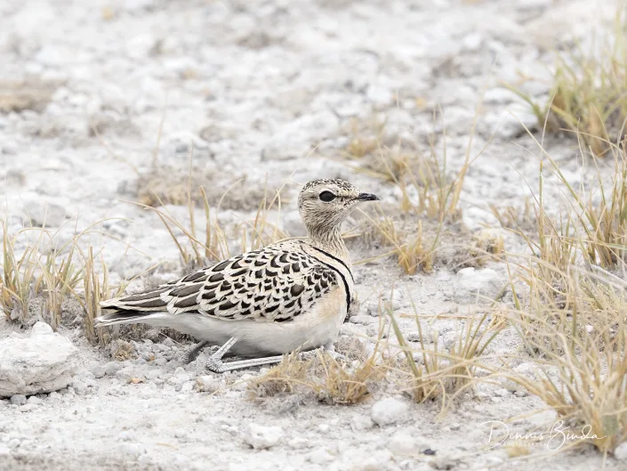 Double-banded courser - Smutsornis africanus - Dubbelbandrenvogel