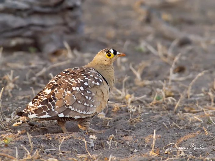 Doublebanded Sandgrouse - Pterocles bicinctus - Dubbelbandzandhoen - wildlifepics-dennis-binda-birdimage