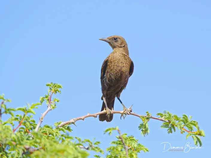 Eastern Clapper-lark - Mirafra fasciolata - Oostelijke Klapperleeuwerik