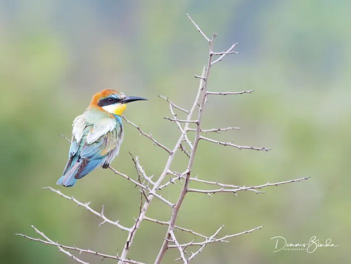 European Bee-eater - Merops apiaster - Bijeneter