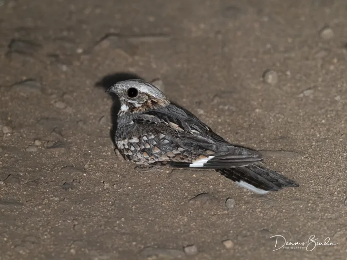Fiery-necked Nightjar - Caprimulgus pectoralis - Roesthalsnachtzwaluw