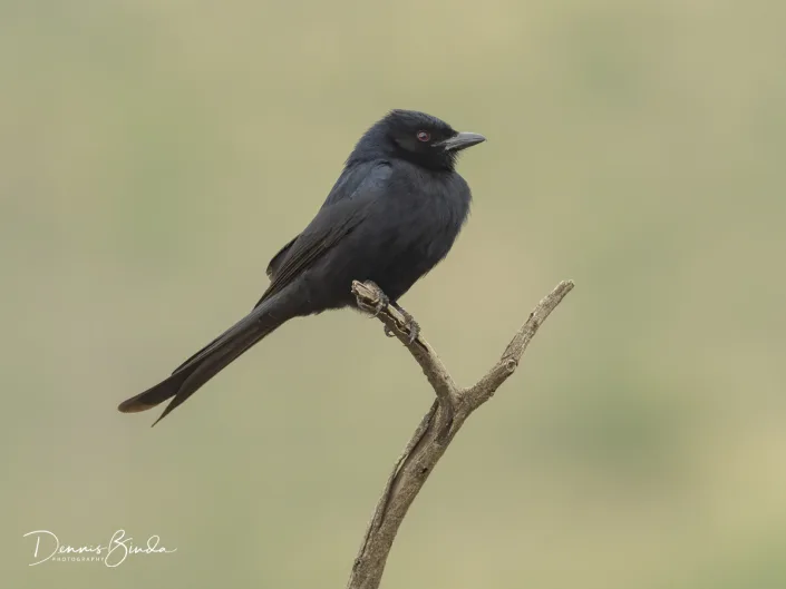 Fork-tailed Drongo - Dicrurus adsimilis - Treurdrongo