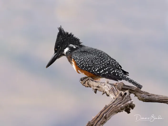 Giant Kingfisher - Megaceryle maxima - Afrikaanse Reuzenijsvogel